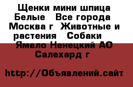 Щенки мини шпица Белые - Все города, Москва г. Животные и растения » Собаки   . Ямало-Ненецкий АО,Салехард г.